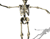 Dancing Skeleton 03